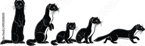 Cad drawing flat vector illustration, ferret silhouette set showing standing sitting and walking poses isolated animal collection