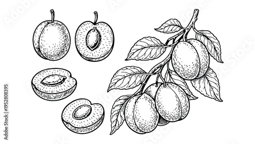 Plum Fruit Illustration Set – Fresh Organic Plums with Leaves Line Art Drawing