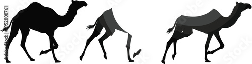 Camel silhouette variations walking set, desert animal black flat vector illustration isolated on white background