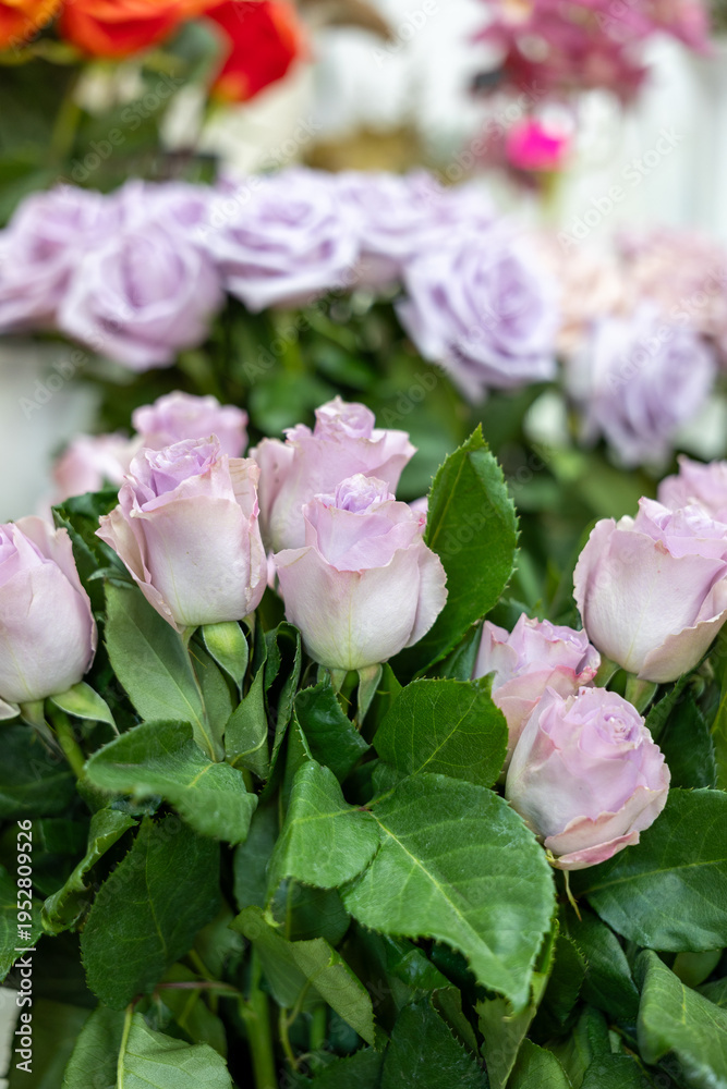 Obraz premium Light pink rose bouquet with green leaves and soft floral background in natural daylight