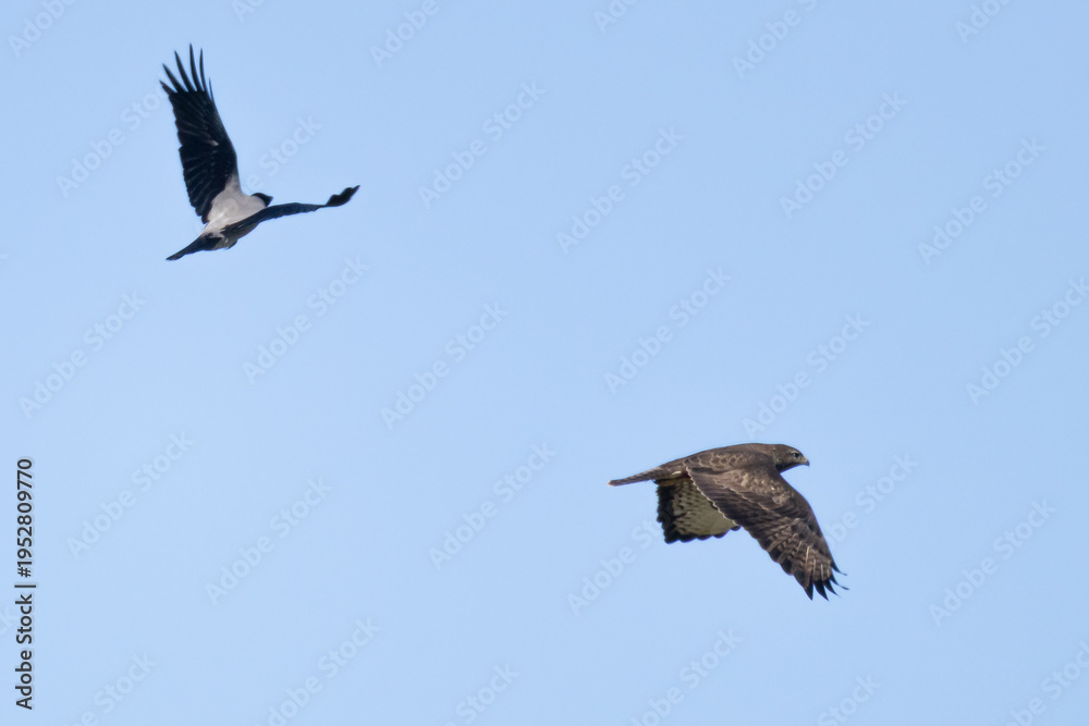 Obraz premium Hooded Crow mobbing a Common Buzzard in flight, Cyprus wildlife.