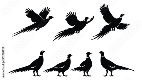 Flying and Standing Birds Silhouette Set – Nature Wildlife Black Vector Illustration