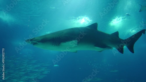 Sand tiger shark, also known as grey nurse shark, swimming in blue water with a school of fish in the background