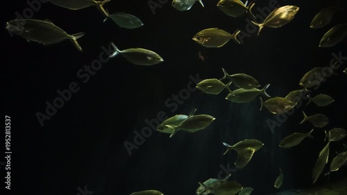 School of Pompano fish swimming in dark, deep blue water. Natural light illuminates their silver bodies against a dark background in an aquarium
