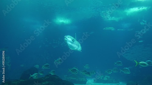 Ocean sunfish (Mola mola) swimming in a deep blue aquarium tank with coral reefs and sunlight. Majestic underwater view of the world's heaviest bony fish. Lisbon Oceanarium