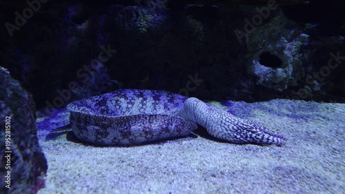 Starry moray eel resting on the sandy seabed of an aquarium, showcasing its unique patterned skin and serpentine body