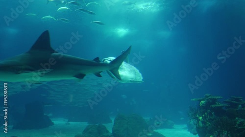 Unique ocean sunfish (Mola mola) swimming in a deep blue aquarium tank with coral reefs and sunlight. Majestic underwater view of the world's heaviest bony fish