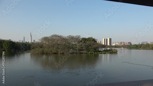 egrets on the trees