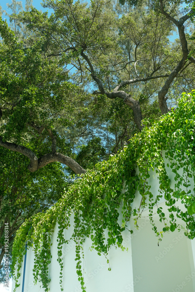 Fototapeta premium Ivy wall in garden or park,cozy backyard in summer,Contemporary interior design of rest space,minimal concept,space for text.