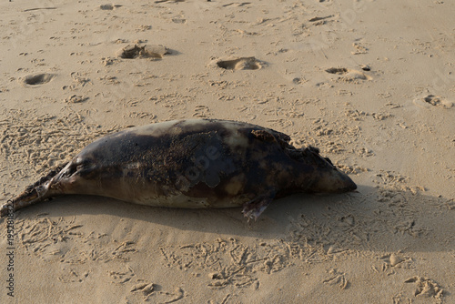 Bébé phoque sur la plage de Vieux-Boucau – scène naturelle