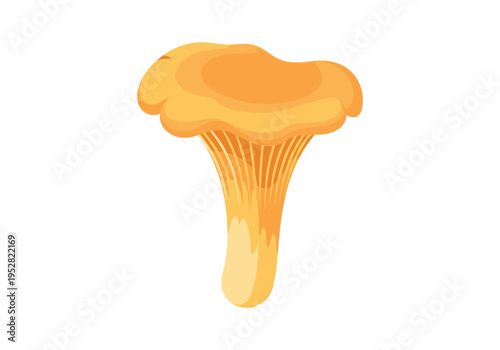 Illustration of a single golden chanterelle mushroom with wavy cap and gills