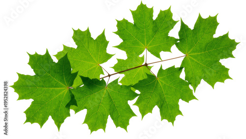 Tableau sur toile Isolated fresh green maple leaves on a vibrant branch, symbolizing spring and na
