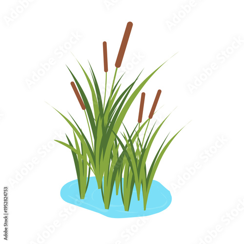 Illustration of cattail plants growing in water. Water hyacinth plant vector with green grass. Illustration of water hyacinth plant. Flat design of water hyacinth plants with lush grass