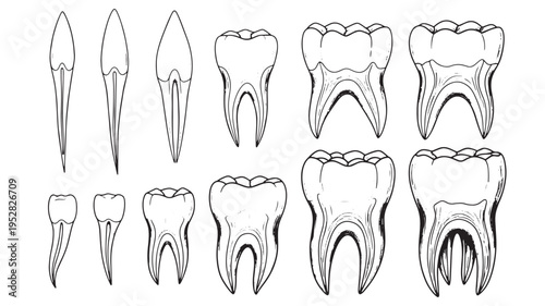 Teeth dental anatomy illustration showing roots and crowns with detailed enamel and dentin structure
