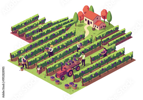 Isometric vineyard workers harvesting ripe purple grapes with a tractor and baskets