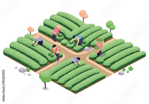 Isometric tea plantation with workers harvesting leaves in a stylized, vibrant agricultural landscape