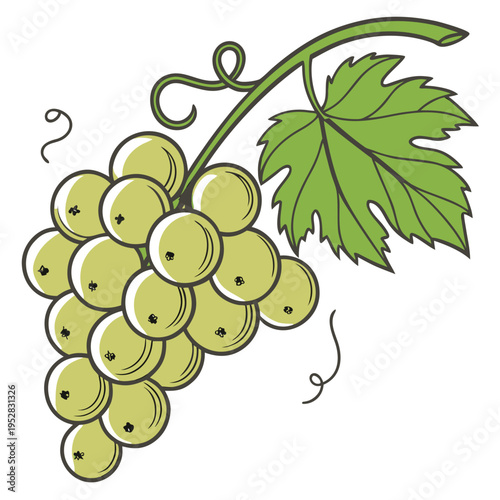 Stylized white grape bunch with green leaf and curly tendrils on white background for vineyard branding and organic wine label design illustration