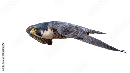 Fotografía Isolated Peregrine Falcon in elegant flight, a majestic predatory bird of prey s