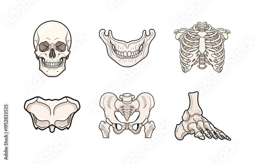 Human Skeleton Major Bone Icon Set with Skull, Rib Cage, Pelvis and Foot Anatomy