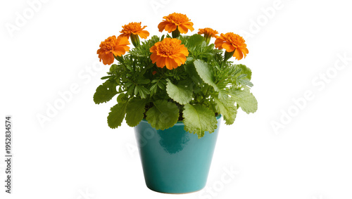 Foto Isolated potted marigold flowers with vibrant orange blooms and fresh green foli