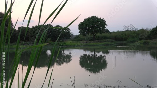 reflection of trees in the water