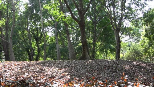 yellow leaves on the ground