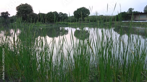 reflection of trees in the water