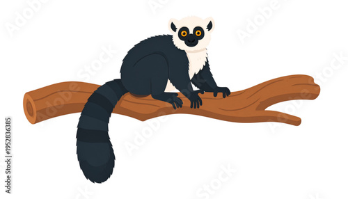 A cute black and white ruffed lemur sitting calmly on a thick brown tree branch in the forest Vector