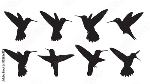 Hummingbird silhouettes in various flight poses with outstretched wings and detailed tail feathers, isolated on a white background.