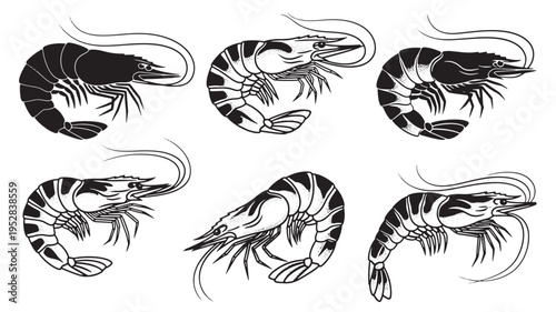 Shrimp vector illustrations in black and white, featuring detailed line art and solid silhouettes of various crustaceans.