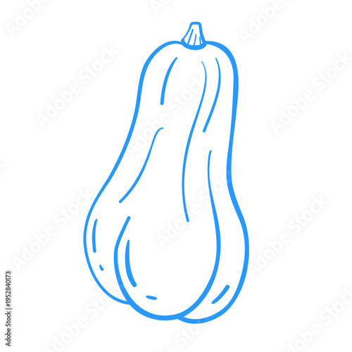 Long pumpkin. Linear doodle vegetable illustration. Mediterranean lineart vector clipart for design.