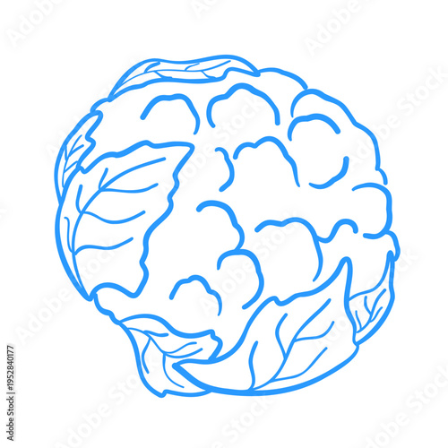 Cauliflower head. Linear doodle vegetable cabbage illustration. Mediterranean lineart vector clipart for design.