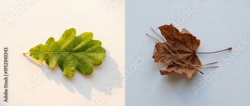 Split view comparing a fresh green oak leaf and a dry brown maple leaf. Concept of changing seasons from spring to autumn. Flat lay composition