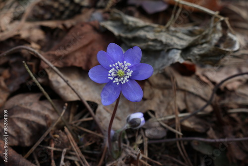 Hepatica. March.2026