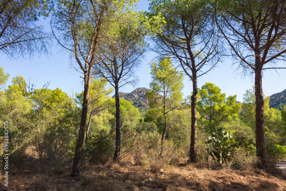 Fototapeta premium Mediterranean woodland with pine trees and natural vegetation in Sardinia