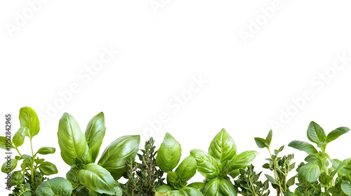 A vibrant collection of green herbs against a solid black background on Transparent Background