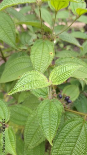 Close-up of Melastoma affine leaves and ripe dark berries, also known as Blue Tongue or Malabar Melastome, in a lush tropical garden
