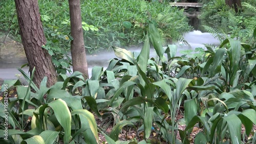 stream in the forest