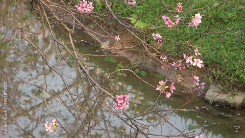pink flowers on the branches