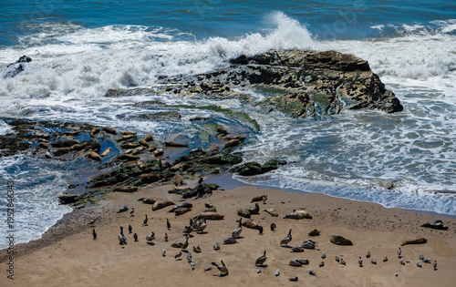 A colony of harbor seals (Phoca vitulina richardsii)—true seals without external ear flaps—resting on the beach at Carpinteria, California (USA), a protected nature reserve with seagulls and pelicans