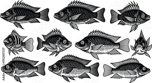 Detailed Fish Silhouette Vector Set Featuring Various Freshwater Species in Engraving Style for Fishing, Marine Life, Wildlife Illustration, and Nature Design Projects