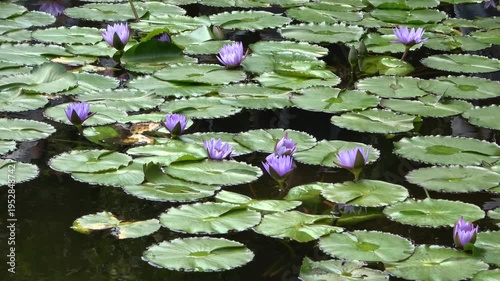 water lily in the pond