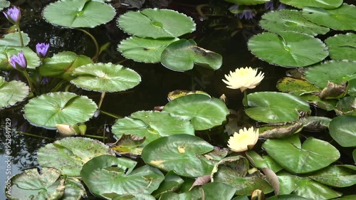water lily in the pond