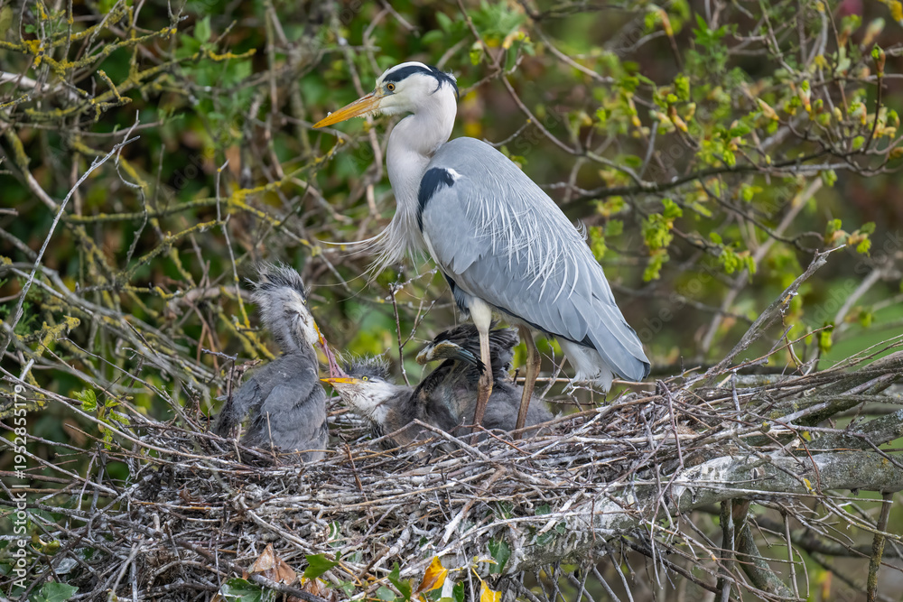 Fototapeta premium Herons nest with adult and chicks