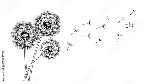 Black and white dandelion vector with fluffy seed heads and floating seeds in delicate line art style isolated on white