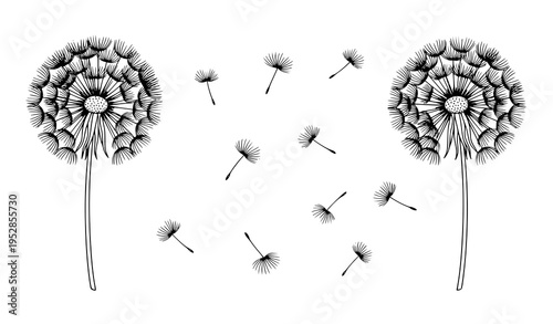 Minimal black and white dandelion vector set with fluffy seed heads and floating seeds in monoline style isolated on white