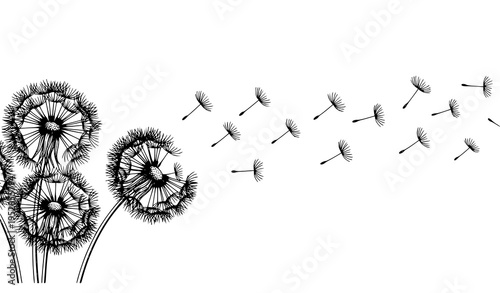Black and white dandelion flowers with fluffy seed heads and drifting seeds in elegant line art vector isolated on white