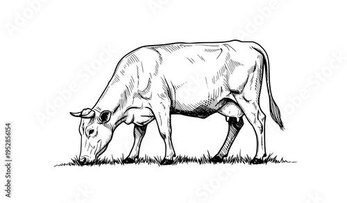 Hand drawn cow grazing on grass bold black sketch farm animal vector isolated on white background