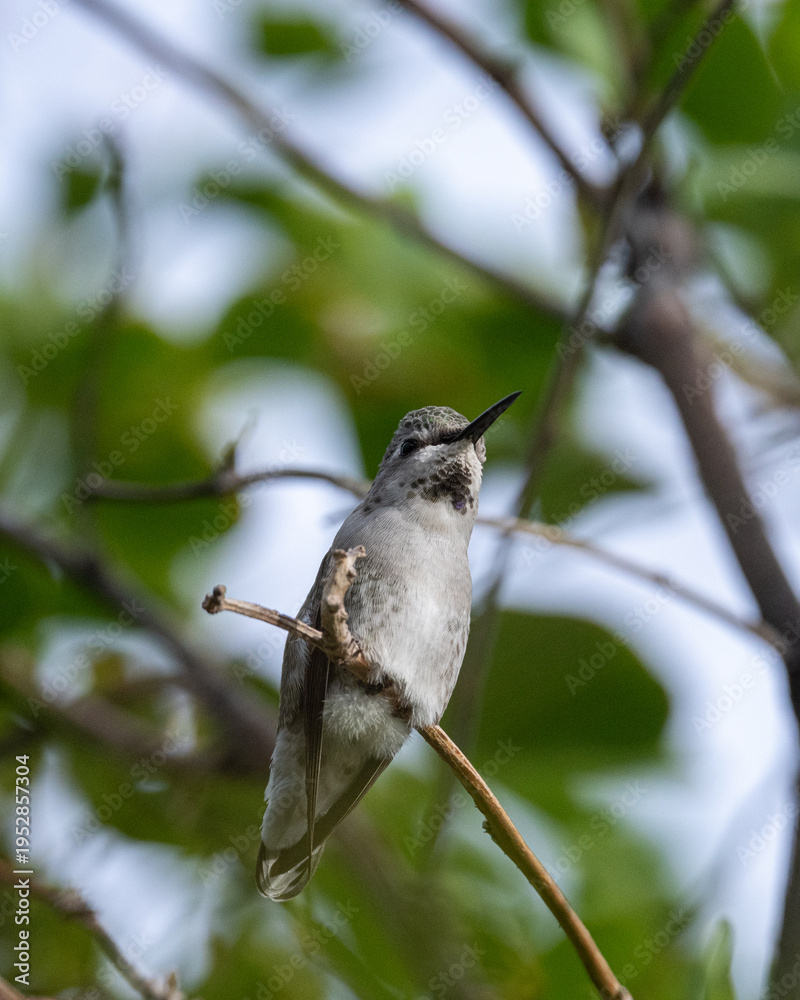Obraz premium Close up of a female hummingbird on a branch