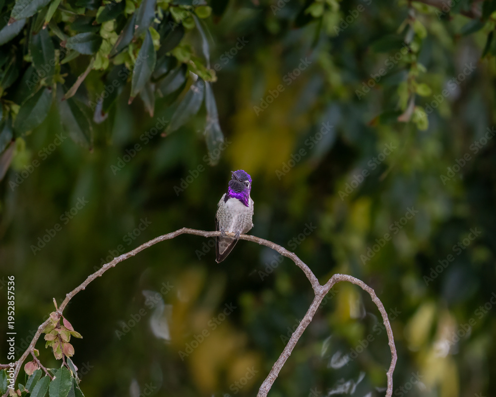 Obraz premium Colorful male humming bird sitting on a branch